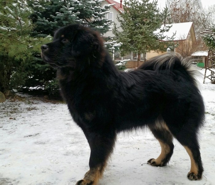 The dog is gone. Nizhny Novgorod Region. I ask for help. We are waiting for you at home. - My, Reward, The dog is missing