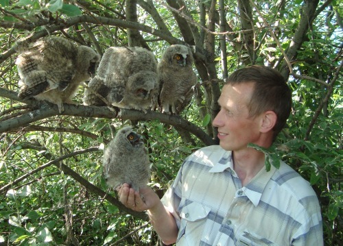 Совиная семья