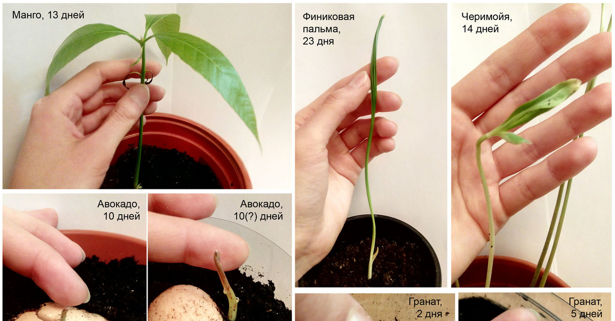 Манго В Домашних Условиях Фото Как Выглядит