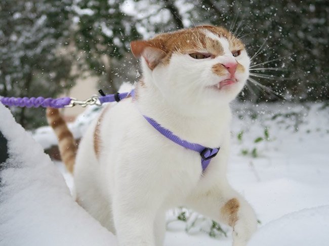 When the snow is already tired - cat, Winter, Snow, Longpost