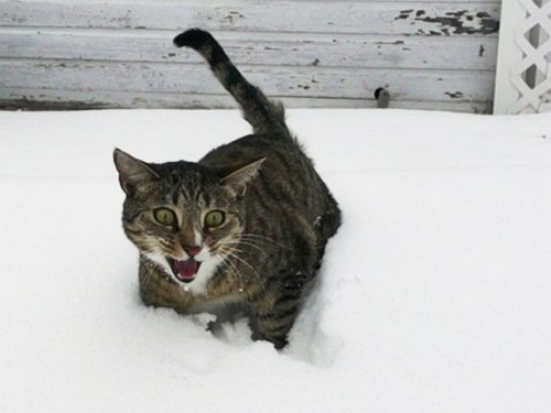 When the snow is already tired - cat, Winter, Snow, Longpost