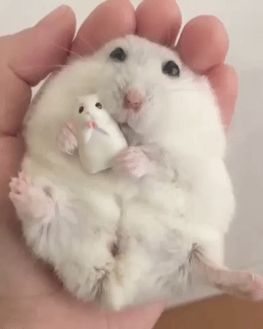 Хомяк для хомяка
