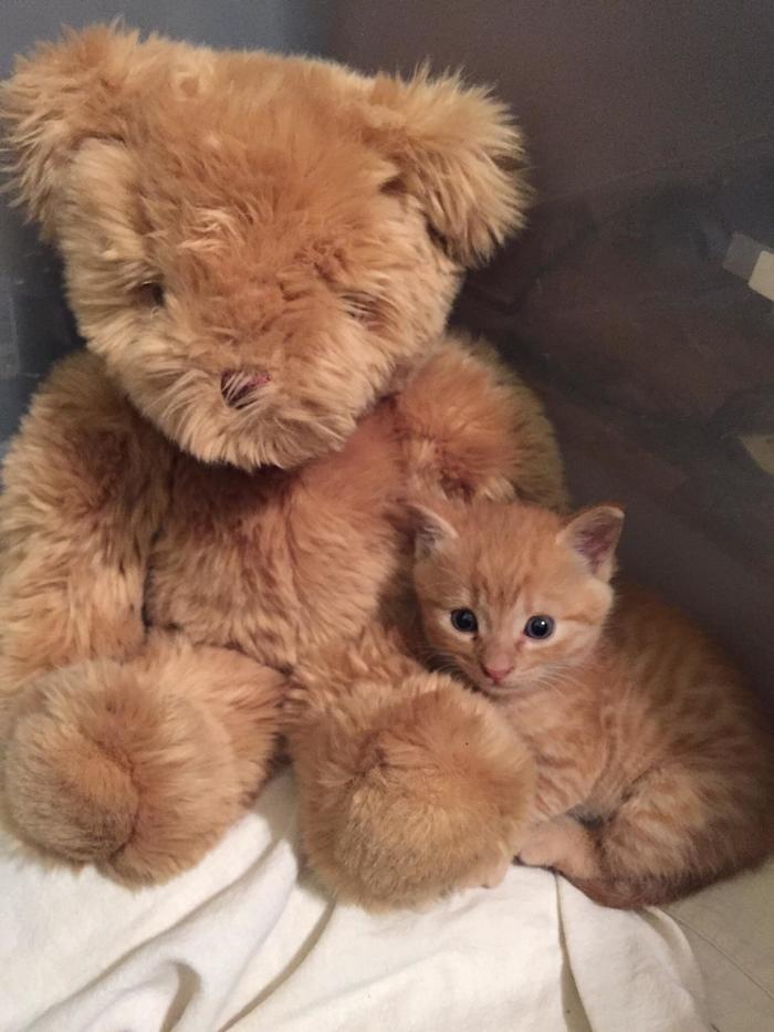 100% similarity - , cat, , Teddy bear