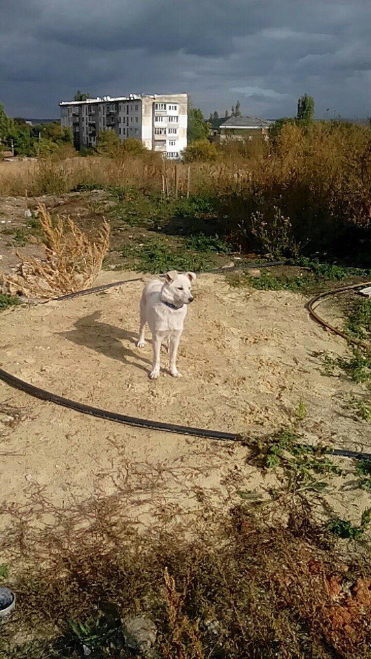 Simferopol! - My, The dog is missing, Simferopol, Mirny Village, Help, Dog, Longpost, Helping animals