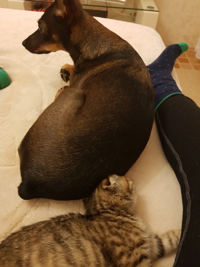 When you're a storm of cats, but then one comes along who doesn't give a damn about you... - My, cat, Dog, The futility of being, Peace, Indifference, Longpost