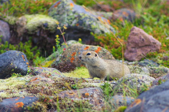 Alpine hamster - My, The mountains, Natural stones, Moss, Macro photography, Lichen, Gopher, Longpost