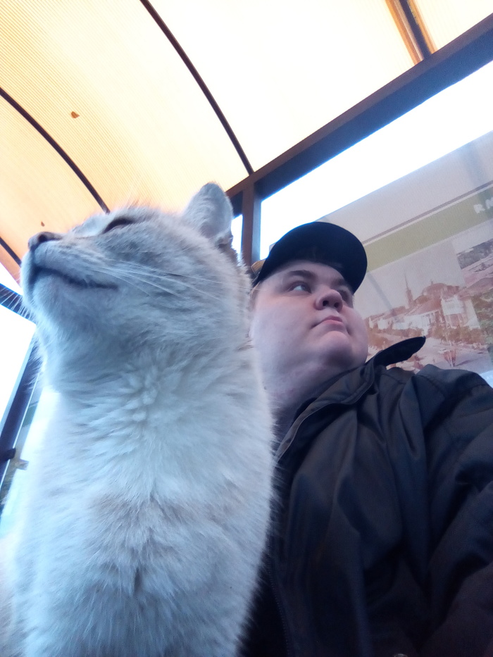 Photographed as if for a movie poster - My, cat, Selfie, The photo, Stop, Epic, Animals