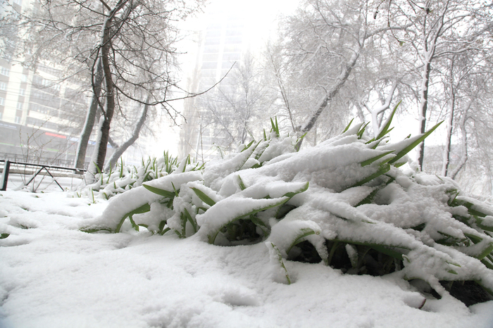 Weather as a trump card: why wipers are bored - My, Voronezh, Snow, Weather