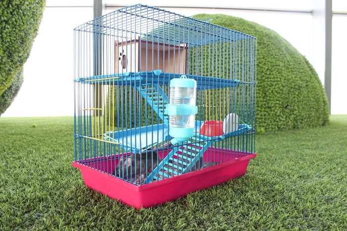 Мышей, которые погрызли деньги в казахстанском банкомате, забрали к себе работники банка