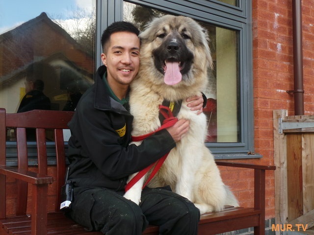 Just a huge puppy ended up in the shelter! And he continues to grow ... Admire this handsome man :) - Caucasian Shepherd Dog, Dog, The rescue, Shelter, Longpost