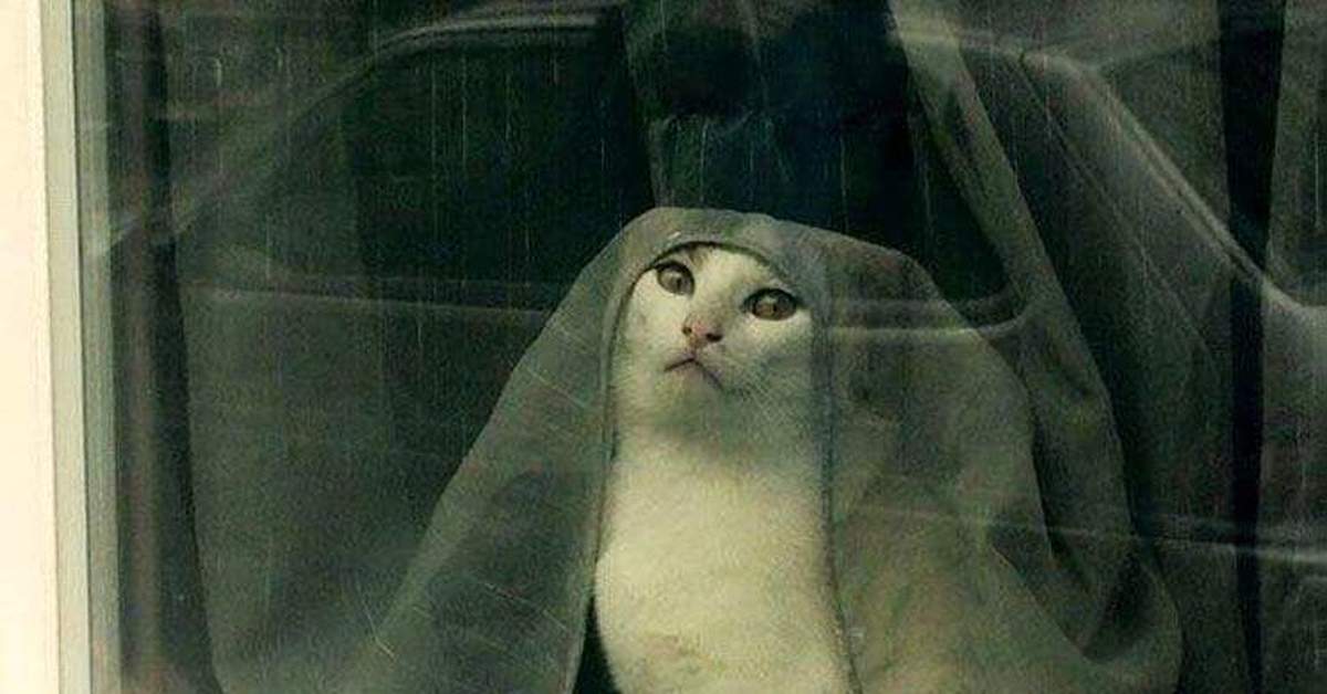 Том что это была. Оленна Тирелл кот. Tell Cersei it was me Cat. Скажи Серсее что это была я. Скажи Серсее что это была я кот.