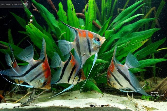 Altums or scalars? - Aquarium, Aquarium fish, Angelfish