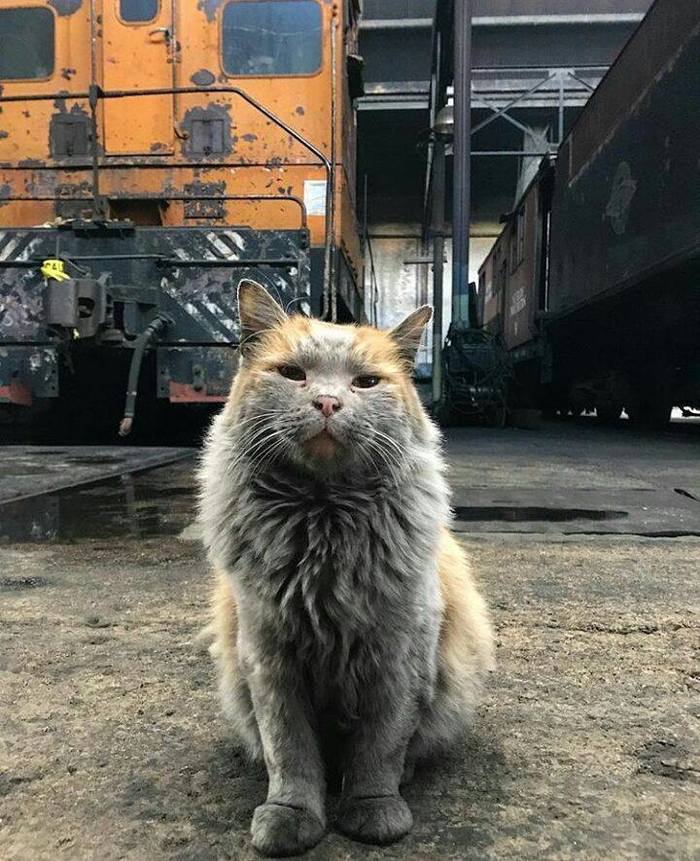 Railway mechanic cat. - cat, Fuck aesthetics, Facebook