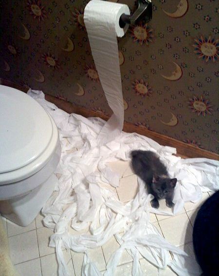 Get a cat, they said. - cat, Catomafia, Pet, Srach, Animals, Pets, Longpost