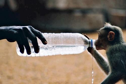 Brother, please give me some water to drink - The photo, Monkey, Water