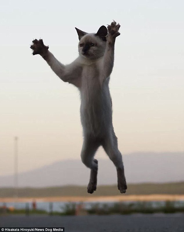 kung fu cats - cat, Kung Fu, The photo, Longpost