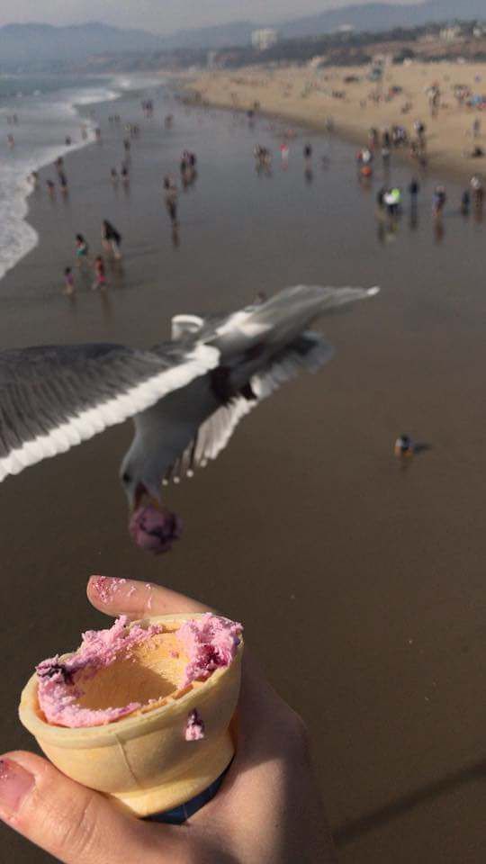 Beach Robbery - Ice cream, Seagulls, Birds, Stolen, The photo, Theft