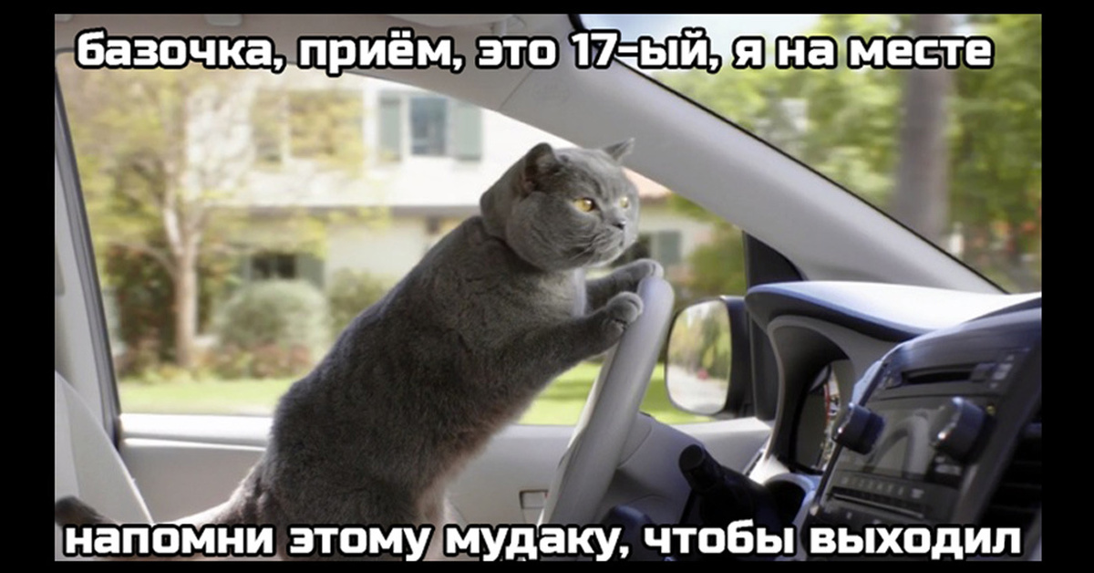 Кошка за рулем