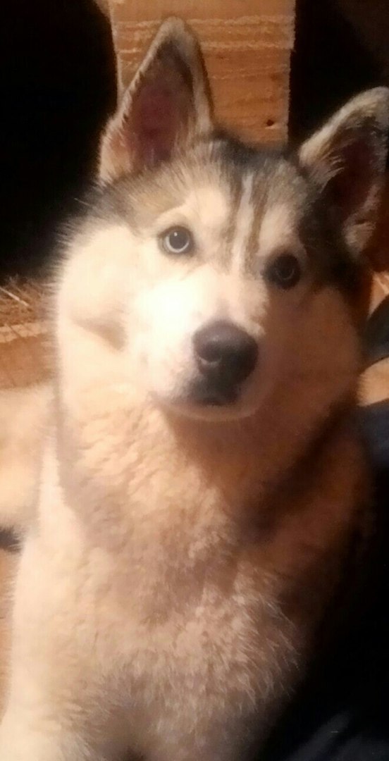 First dog - My, Siberian Husky, Dog, Husky, , Longpost