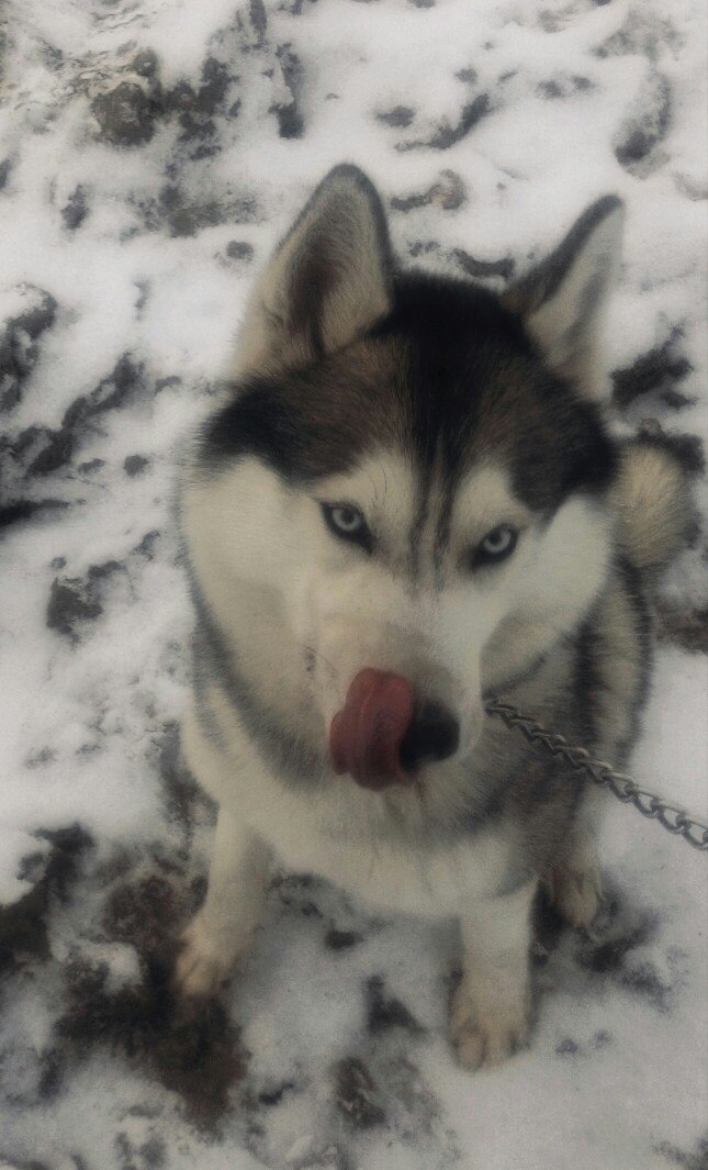 First dog - My, Siberian Husky, Dog, Husky, , Longpost