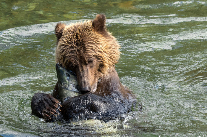 Hugs - Grizzly, Salmon, The photo, Animals