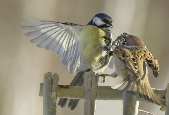 Knockout! - Sparrow, Tit, Brawlers, Birds, Knockout