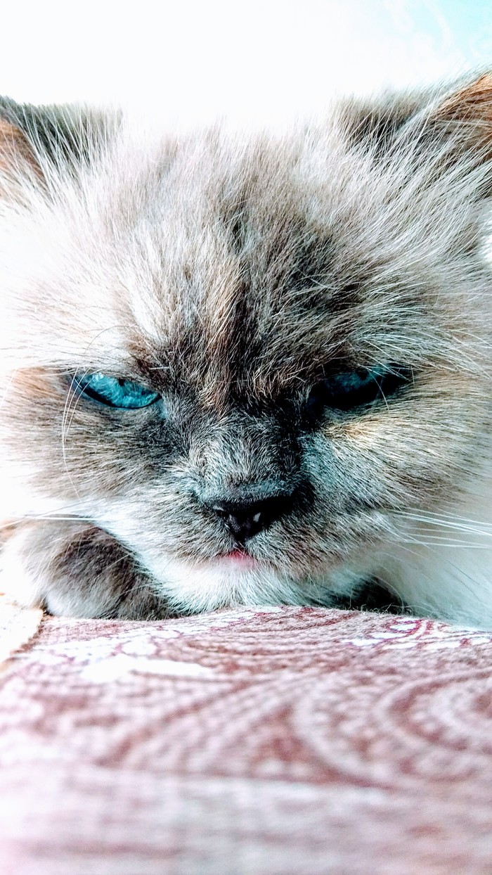 Slightly angry cat - My, Animals, angry, cat