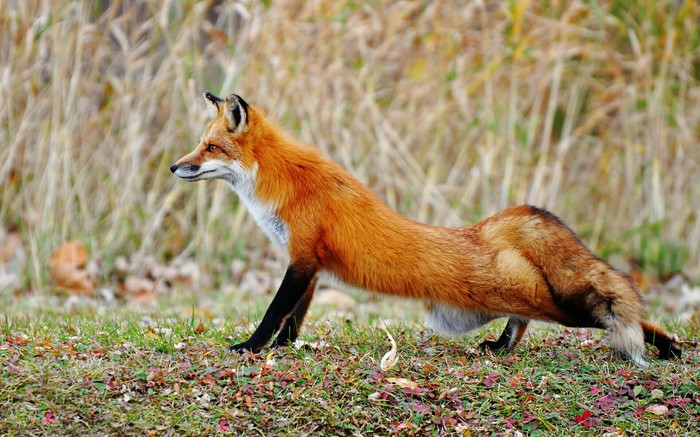 Puffs - The photo, Fox, Nature, Puffs