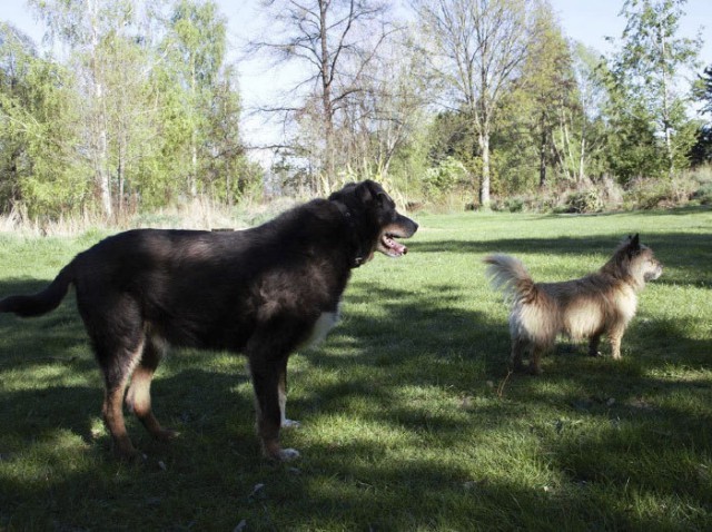 The family thought their dog was gone forever, but he returned with an unexpected note on his collar - Dog, Altruism, Help, , Louis, Longpost