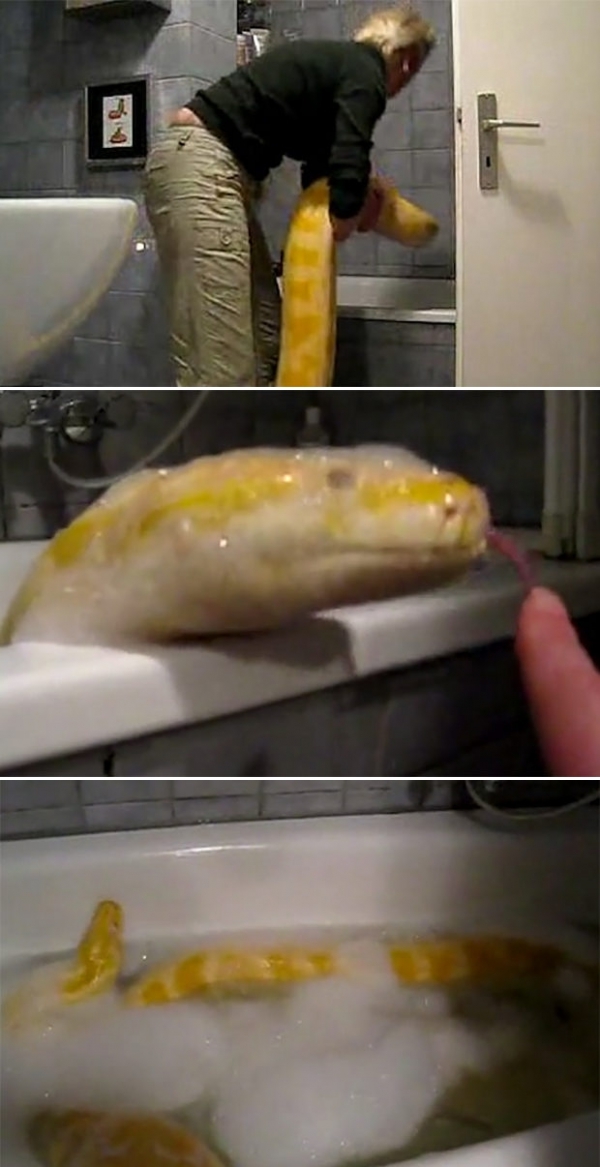 Washing his python - Python, Bath