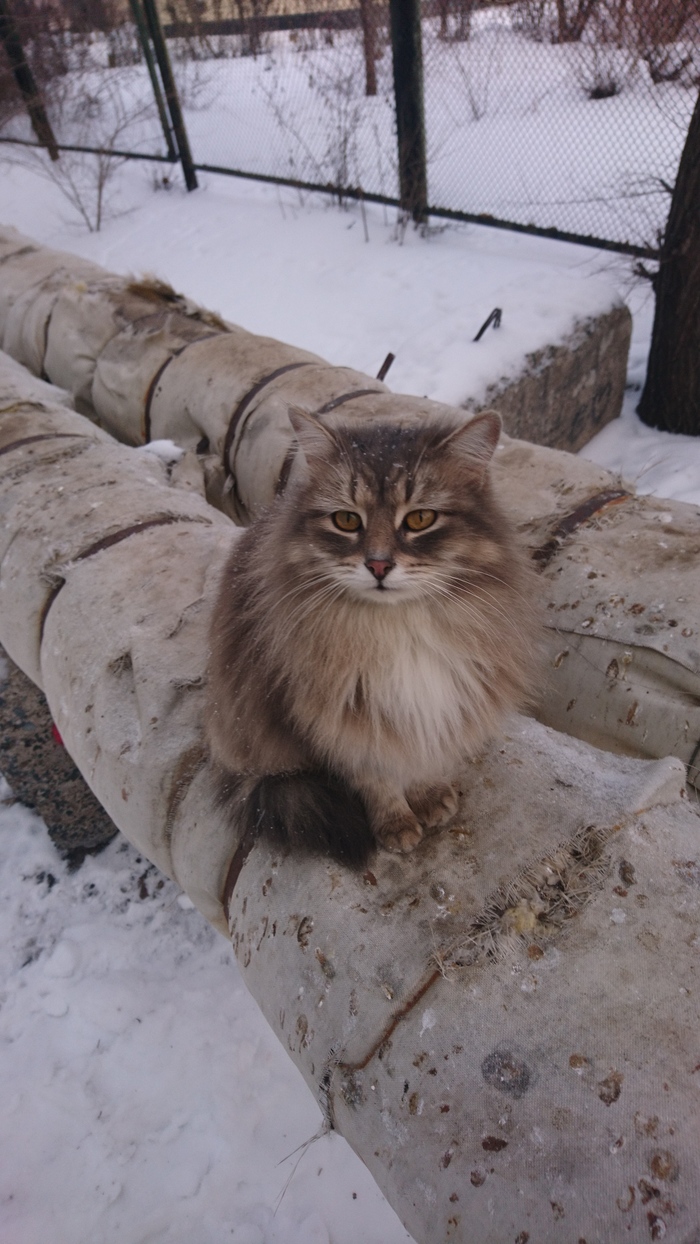 Зимний котик - Котик не мой, Кот пушистик, Холодно, Приуныл, Моё, Кот, Длиннопост