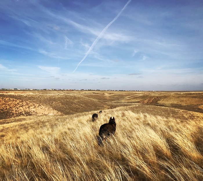 Where we live, there are many places for walking with dogs. Steppe and steppe all around) One thing is bad, in summer the heat is terrible. Kalmykia, Southern Federal District. - My, Dog, Training