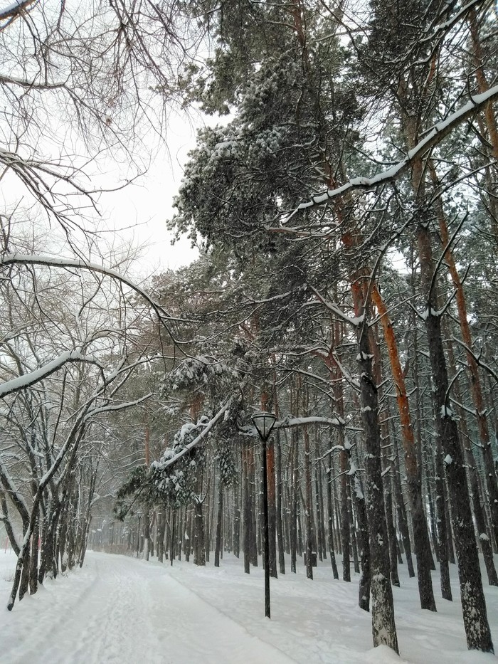 Winter has finally come - My, The photo, Winter, Snow, Voronezh