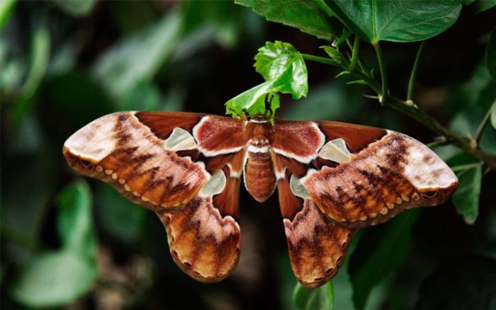 The dark side of butterflies - Butterfly, Longpost, Nature