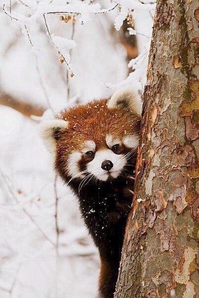 Red pandas - Red panda, Milota, Longpost