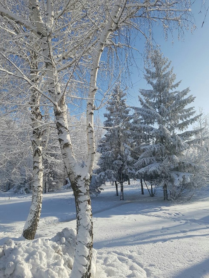 Winter forest - Longpost, Amateur photographer, Tolyatti, Forest, Winter, My