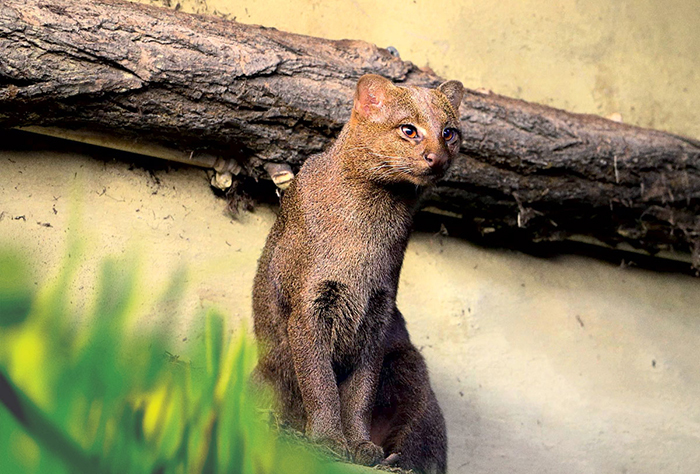 Jaguarundi, a cat that can chirp, eat fruit and befriend monkeys - Jaguarundi, Animals, Cat family, Longpost