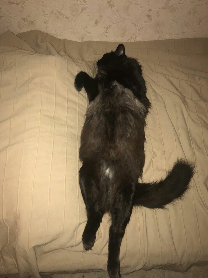 Baby Vasyatka (7.5 kg), across the bed) - My, March cats, cat