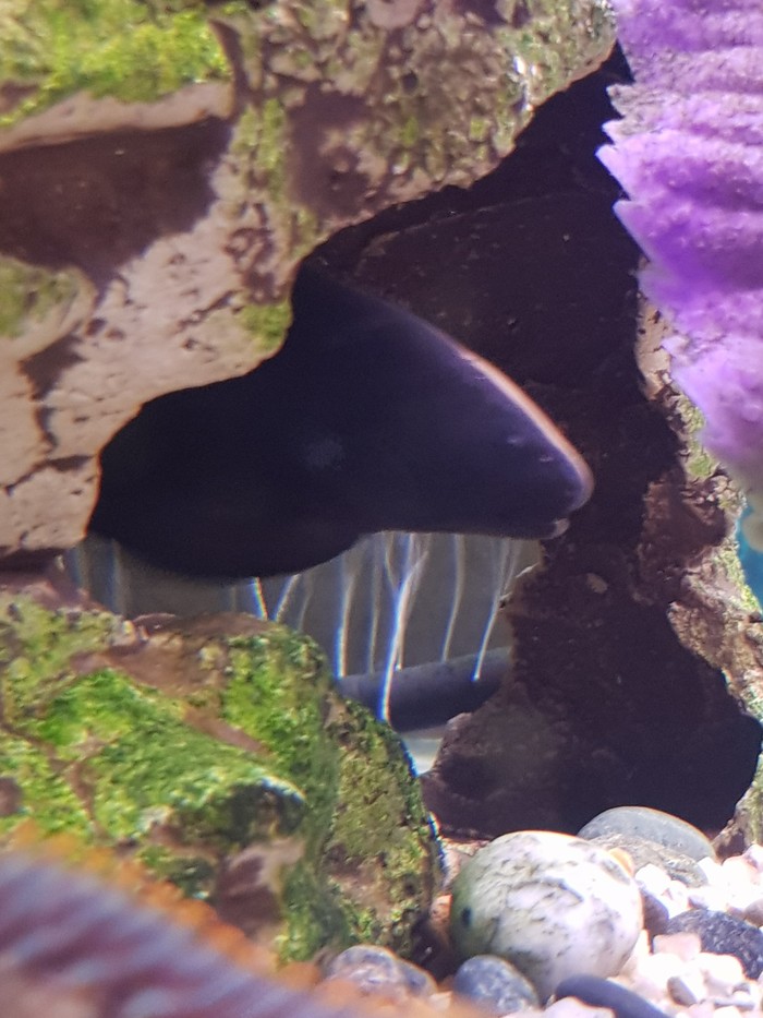   .   &quot; &quot;,     .