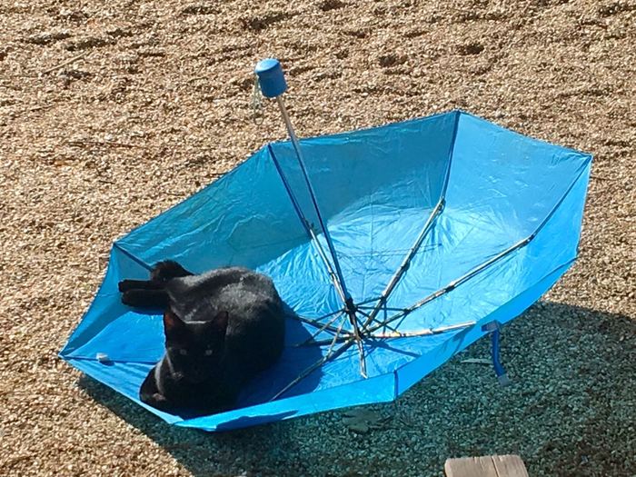 Beach winter cats of Greece. - My, My, , Longpost