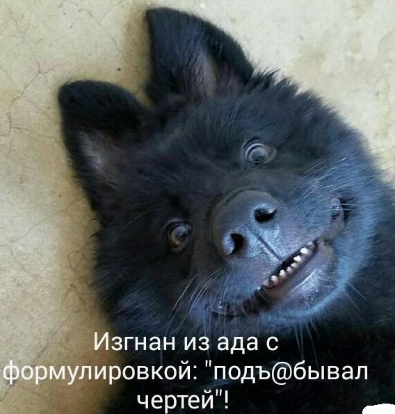 All good and good mood! - Picture with text, Humor, Dog, Positive