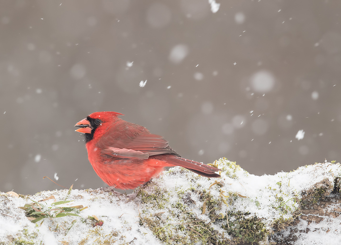 Red cardinal and snow - Birds, Red Cardinal, Video, Longpost