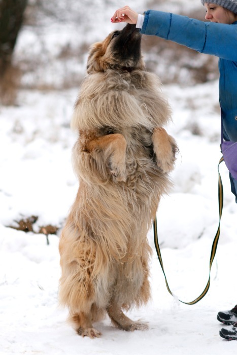 Sheremetevsky shelter. First visit - My, Sheremetyevo Shelter, Animal shelter, In good hands, Dog, Longpost