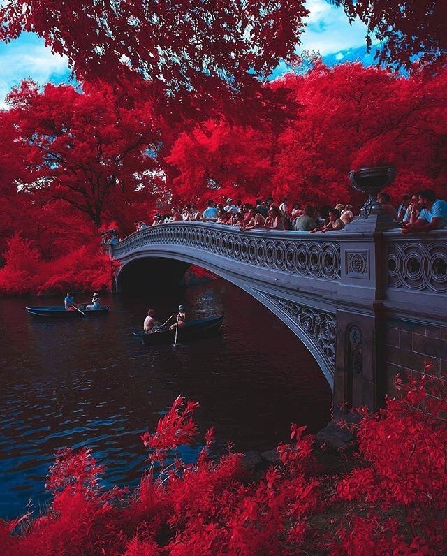 Autumn in Central Park - Autumn, Central Park, New York