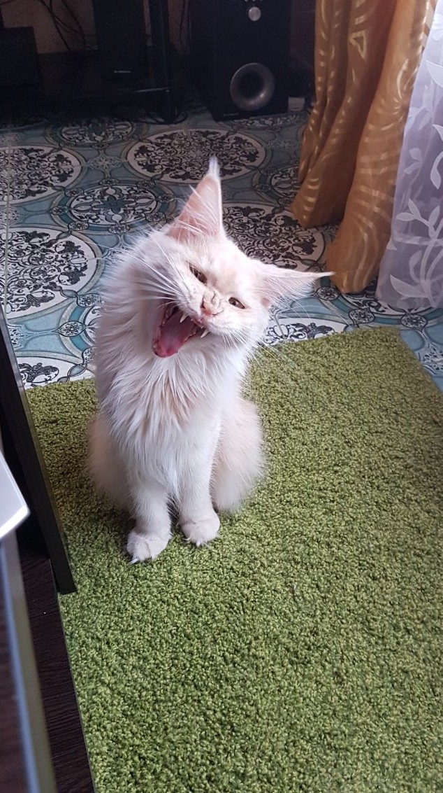 When a friend made a funny joke - My, cat, Maine Coon, Longpost