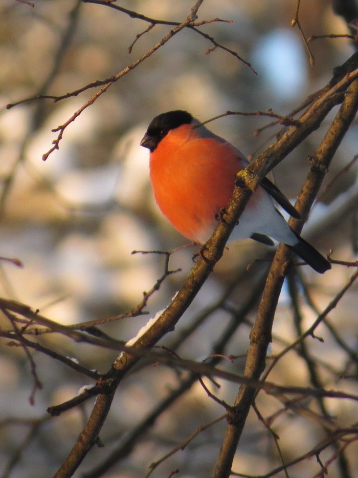 Bullfinch. - Bird watching, Birds, My