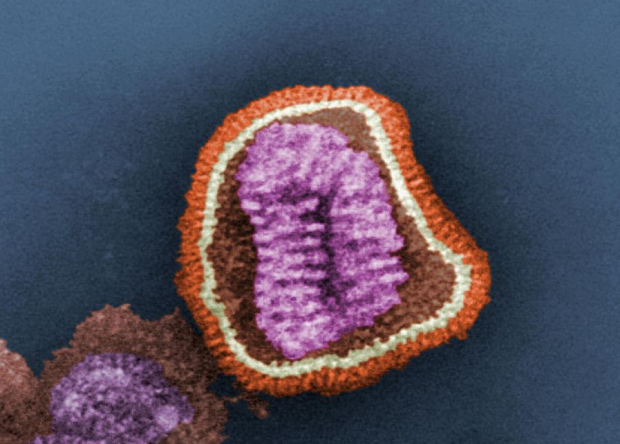 Interferon-susceptible mutant virus could help create a universal flu vaccine - The science, news, The medicine, Vaccine, Flu, Genetic modification