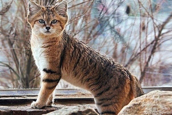 Kotyara - cat, Sphinx, beauty of nature, Animals