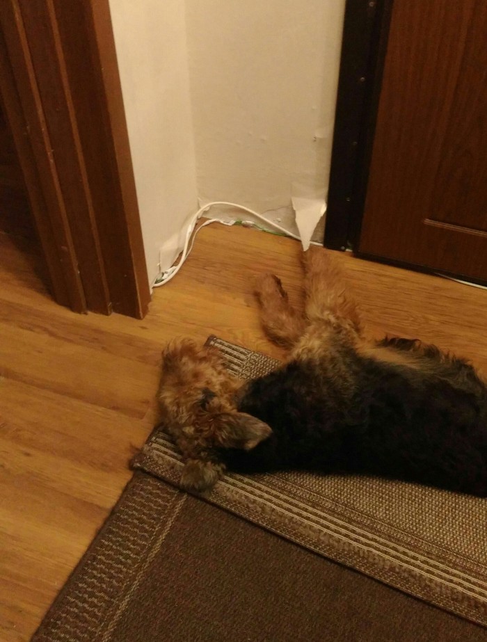 Caught him peeling off some new wallpaper. - My, Airedale Terrier, , Dog, Insolence