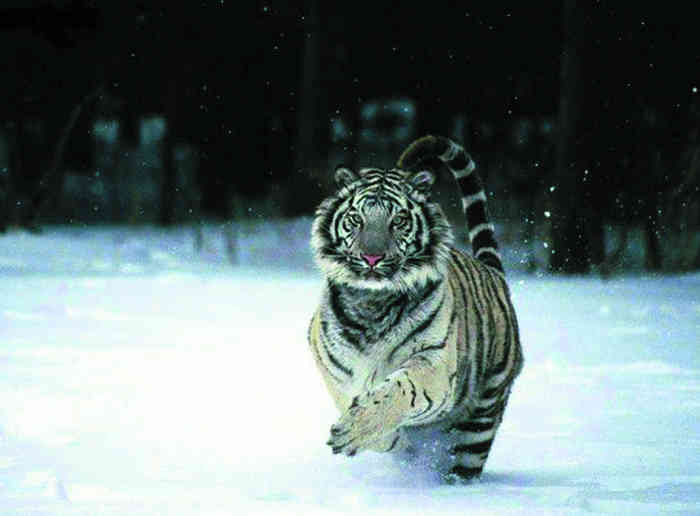 Speaking of tigers - Russians, Vladivostok, Longpost